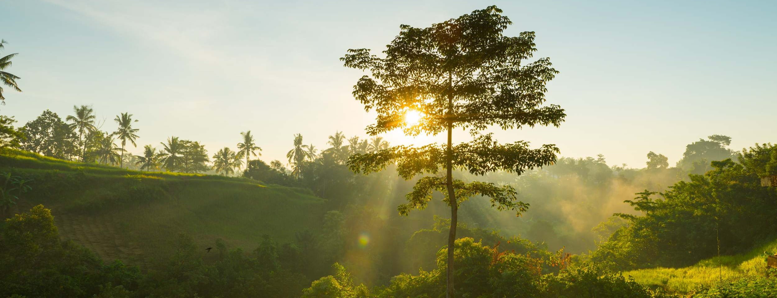 Sunrise over Bali jungle